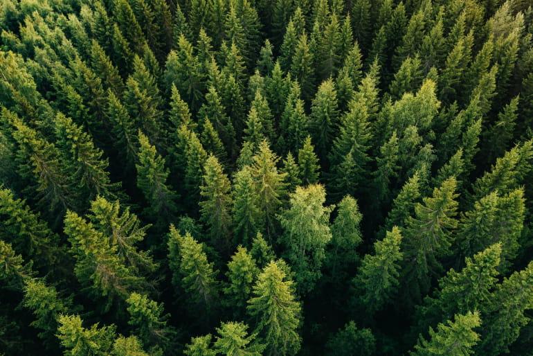 An aerial shot of a luscious green forest with trees everywhere.